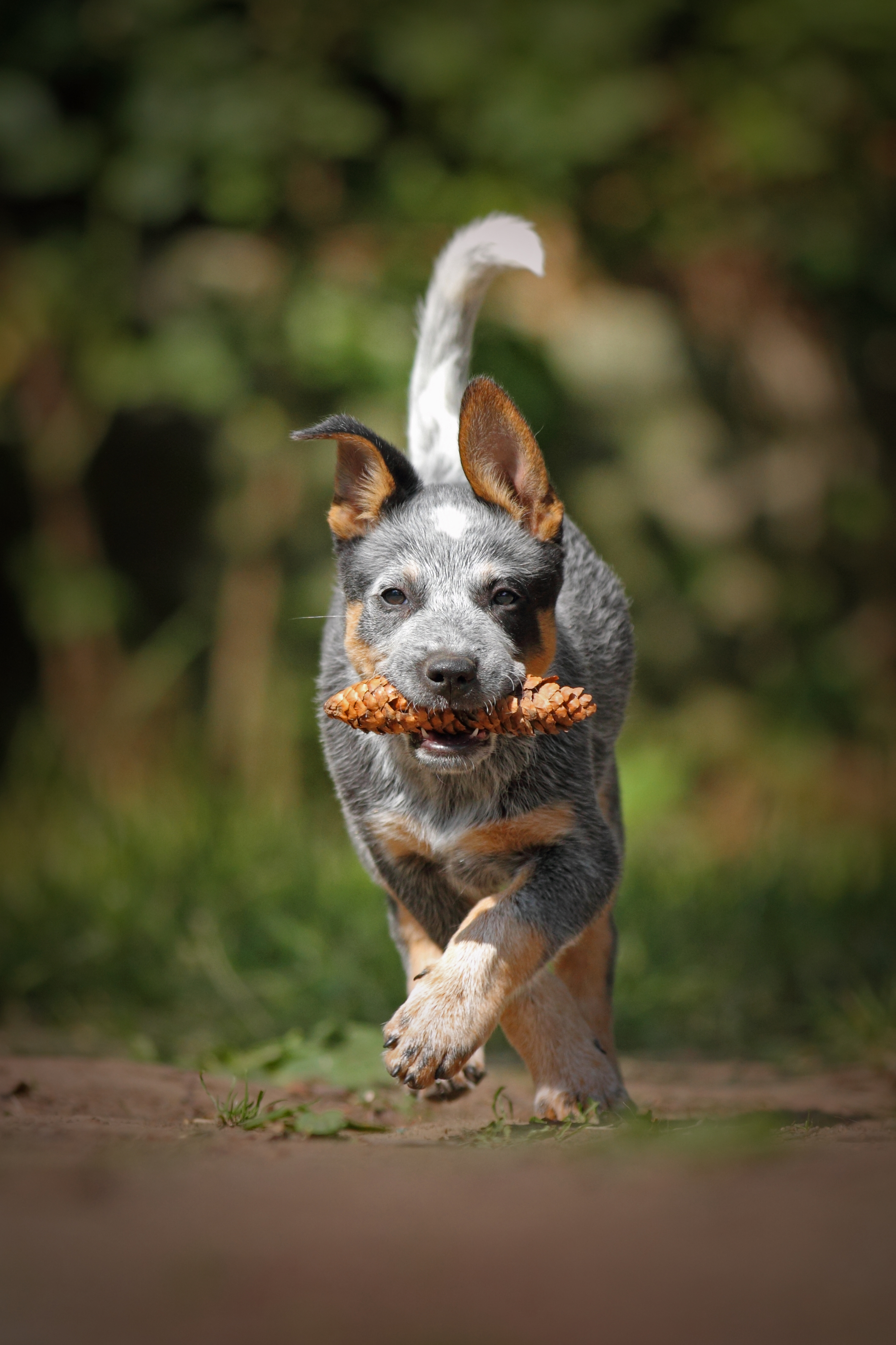 Histamin in der Hundeernährung – steckt das Problem wirklich im Napf?